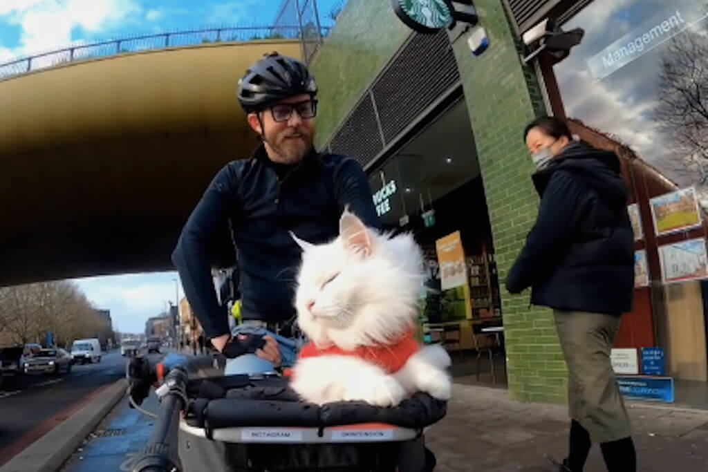 sigrid the cat transported by bicycle